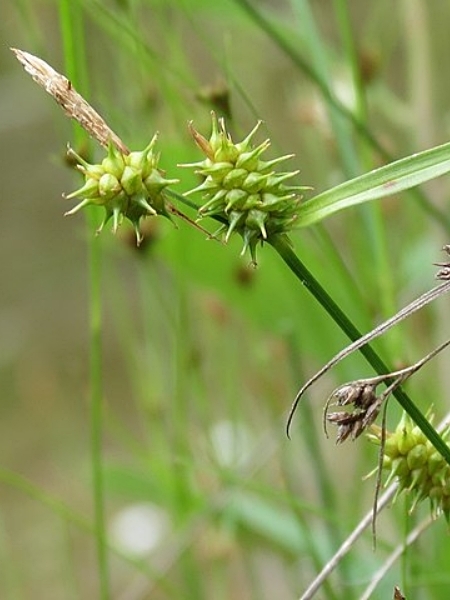 Image of Carex cryptolepis