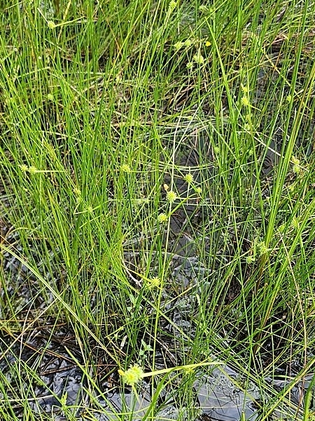 Image of Carex cryptolepis