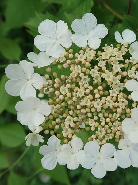 Image of Viburnum opulus var. americanum