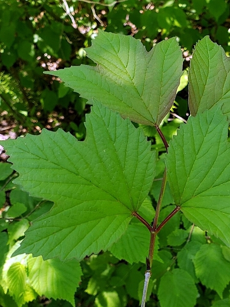 Image of Viburnum opulus var. americanum