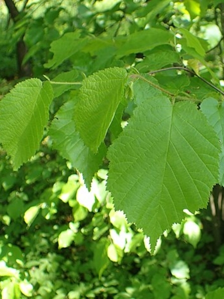 Image of Corylus americana