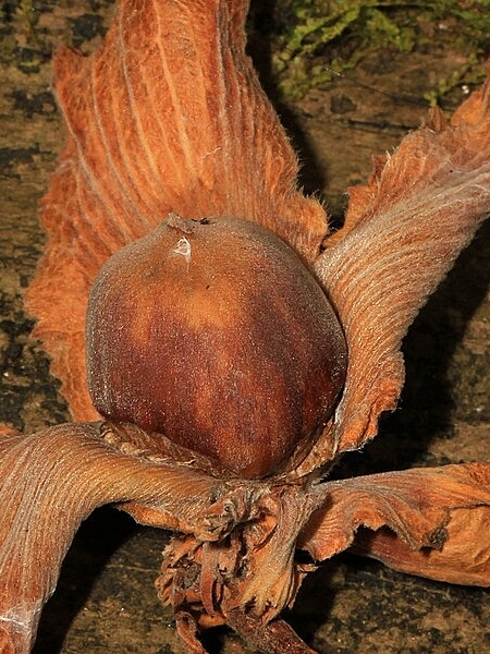 Image of Corylus americana