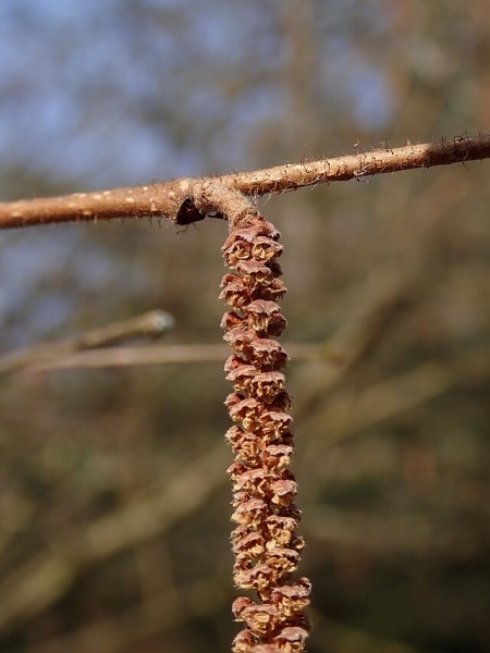 Image of Corylus americana
