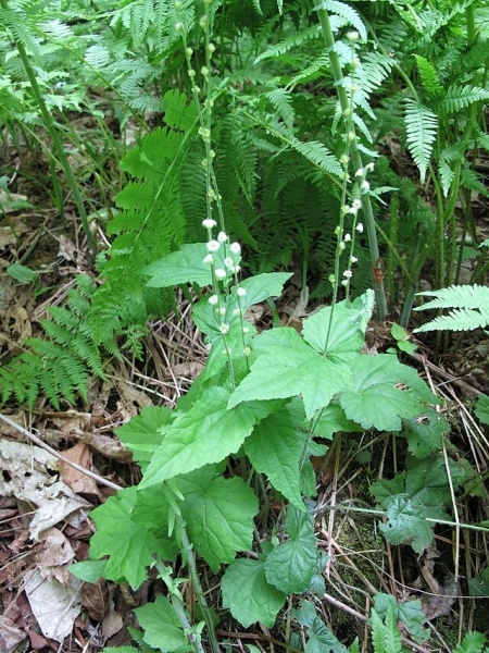 Image of Mitella diphylla