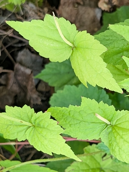 Image of Mitella diphylla