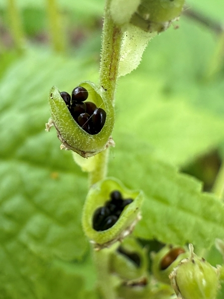 Image of Mitella diphylla