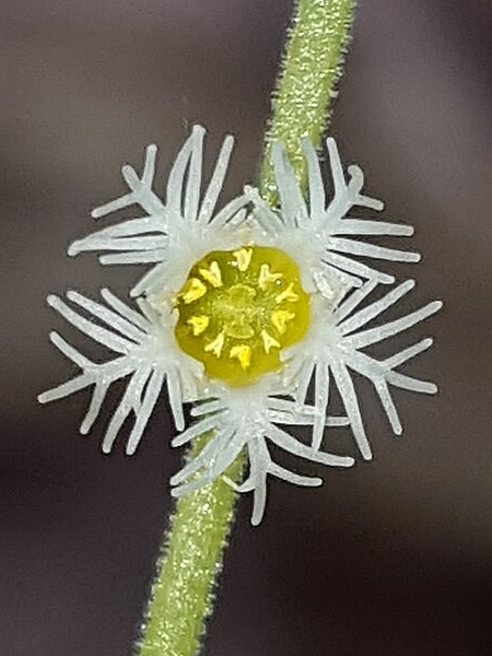 Image of Mitella diphylla