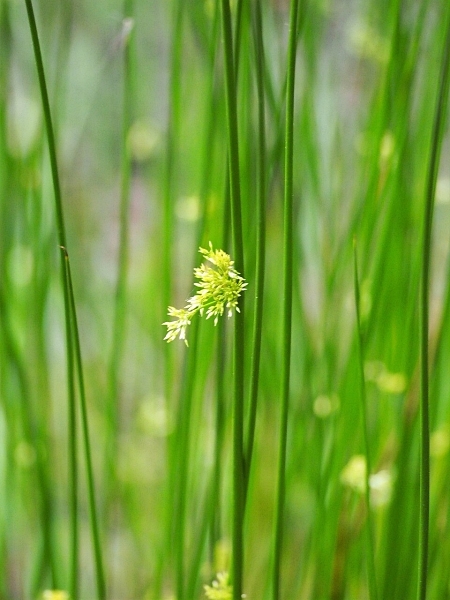 Image of Juncus effusus