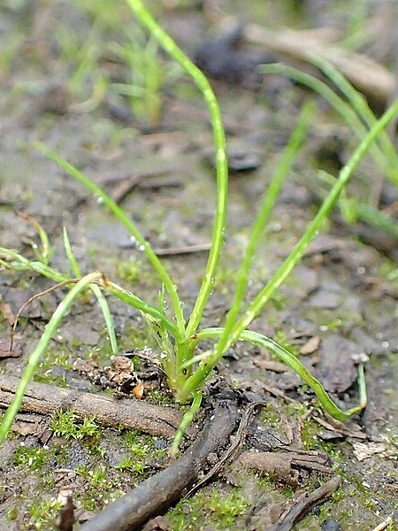 Image of Juncus effusus