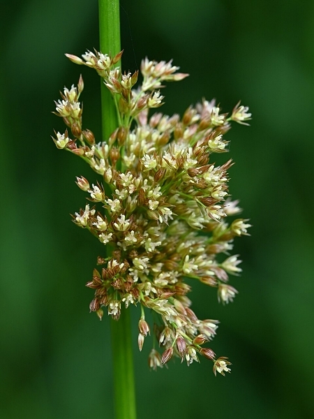 Image of Juncus effusus