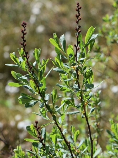 Image of Myrica gale