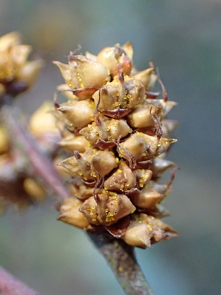 Image of Myrica gale