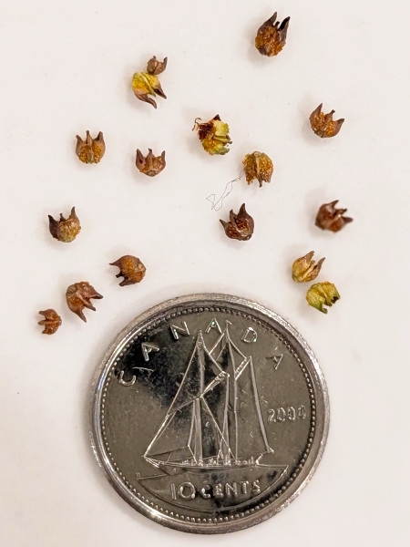 Image of Myrica gale