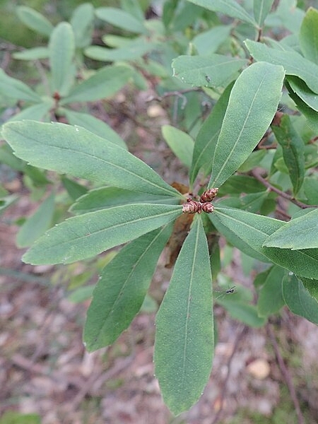 Image of Myrica gale