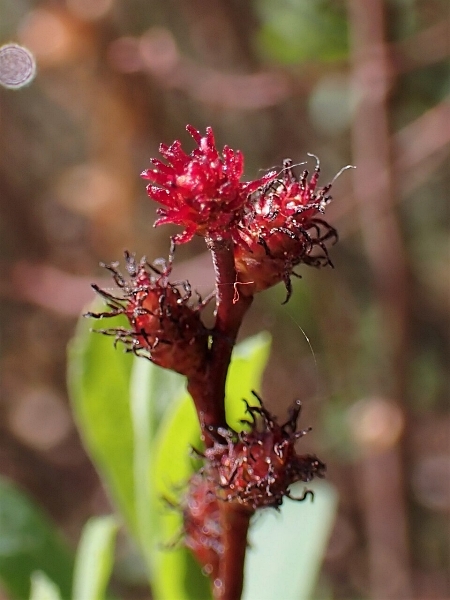 Image of Myrica gale
