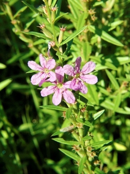 Image of Lythrum alatum