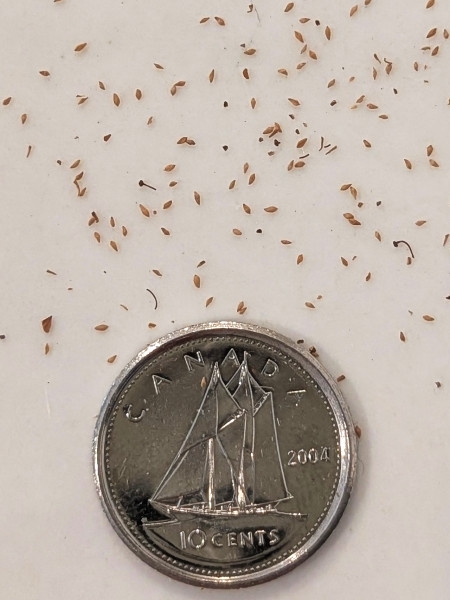 Image of Lythrum alatum