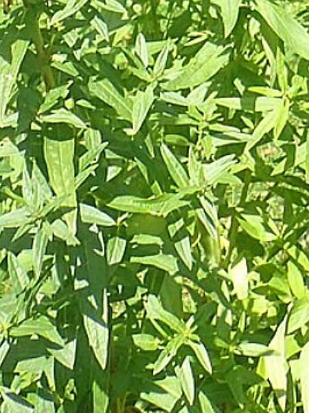 Image of Lythrum alatum