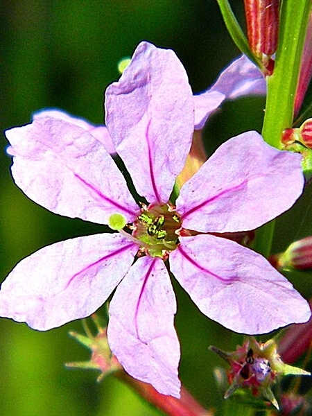 Image of Lythrum alatum