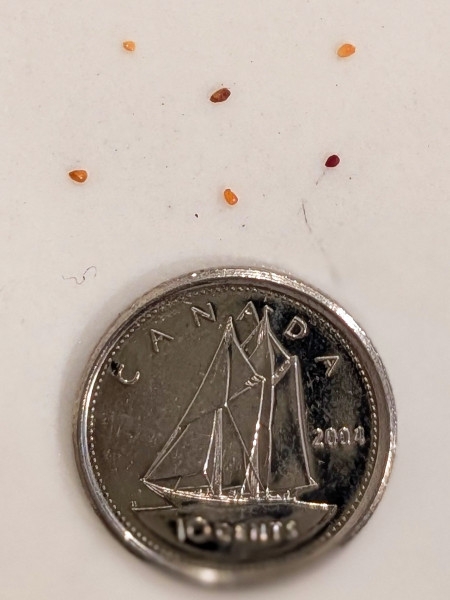 Image of Vaccinium corymbosum