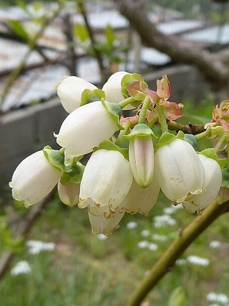 Image of Vaccinium corymbosum