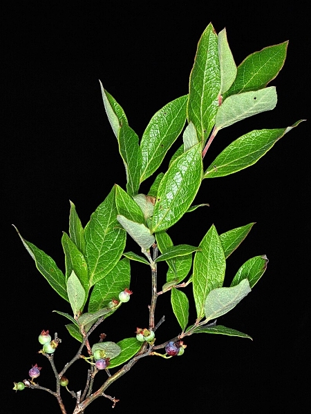 Image of Vaccinium corymbosum