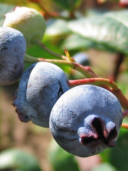 Image of Vaccinium corymbosum