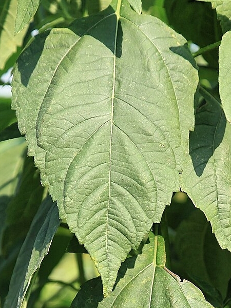 Image of Helianthus strumosus