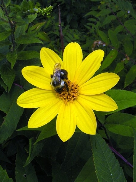 Image of Helianthus strumosus