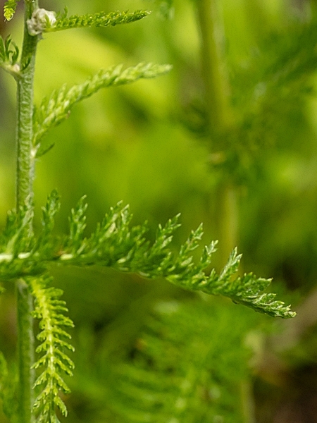 Image of Achillea borealis