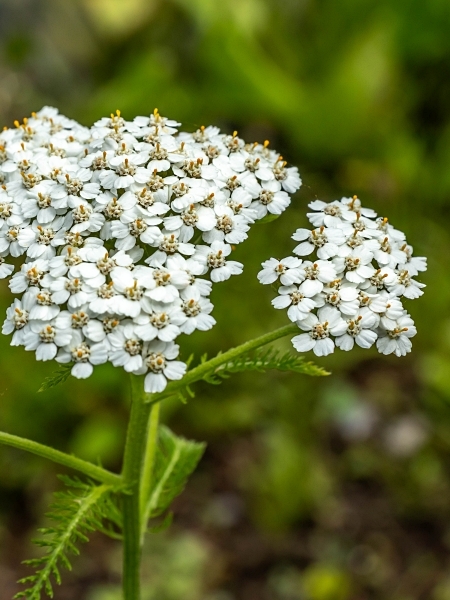 Image of Achillea borealis