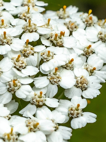 Image of Achillea borealis