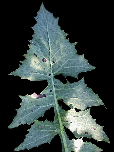 Image of Lactuca biennis