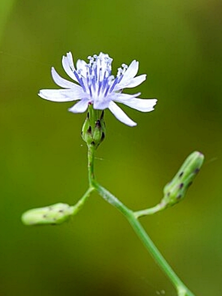Image of Lactuca biennis