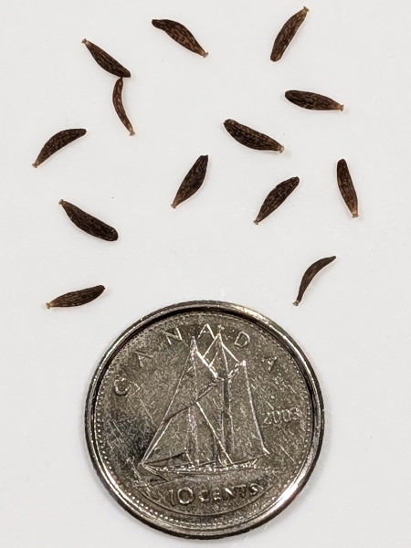 Image of Lactuca biennis