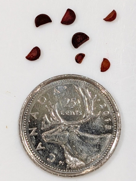 Image of Actaea pachypoda