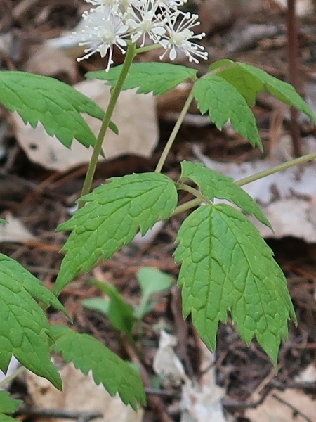 Image of Actaea pachypoda
