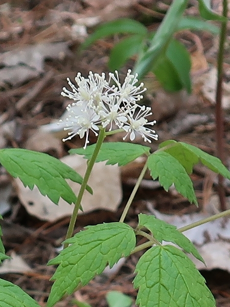 Image of Actaea pachypoda