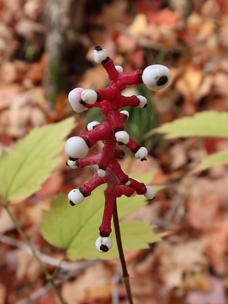 Image of Actaea pachypoda
