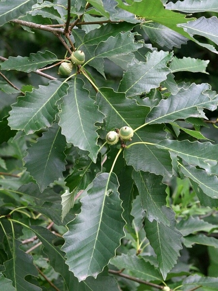 Image of Quercus muehlenbergii