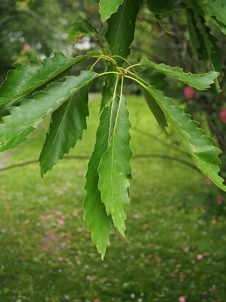Image of Quercus muehlenbergii