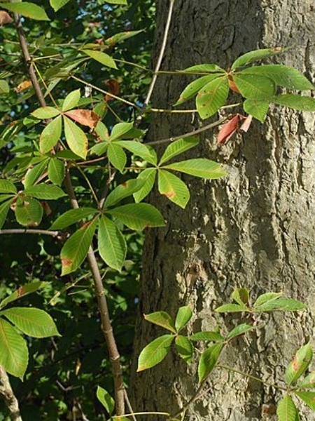 Image of Aesculus glabra