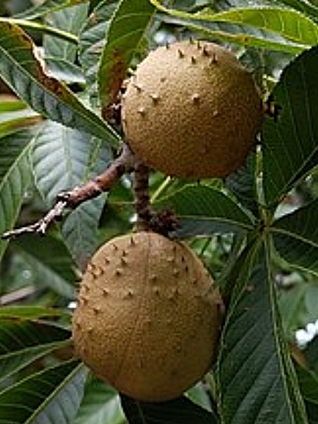 Image of Aesculus glabra