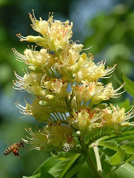 Image of Aesculus glabra