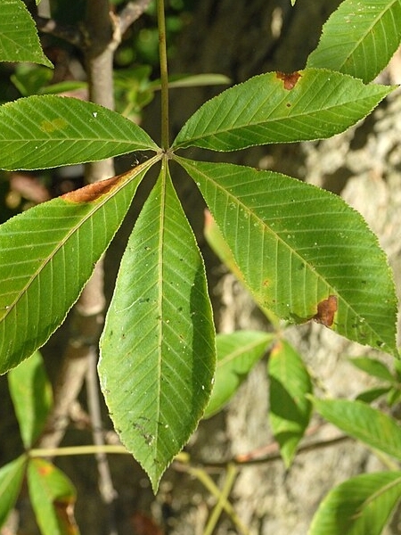 Image of Aesculus glabra