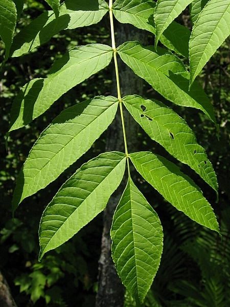 Image of Fraxinus nigra