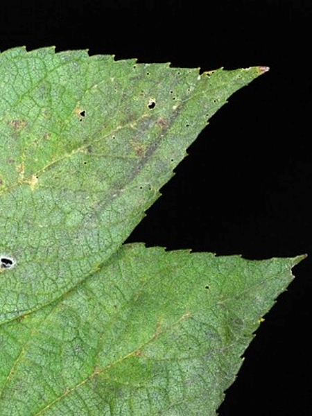 Image of Celtis occidentalis