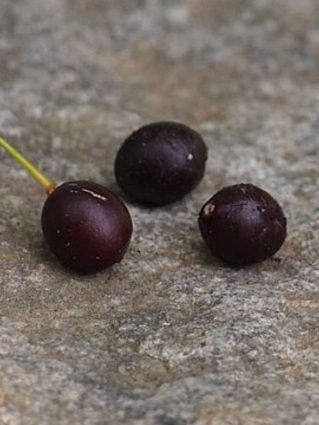 Image of Celtis occidentalis
