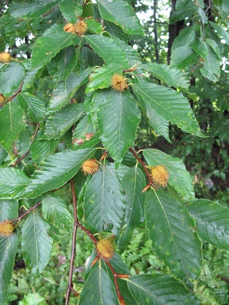 Image of Fagus grandifolia