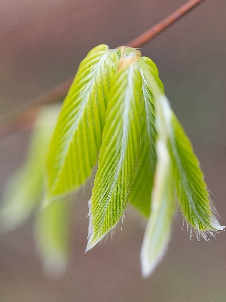 Image of Fagus grandifolia